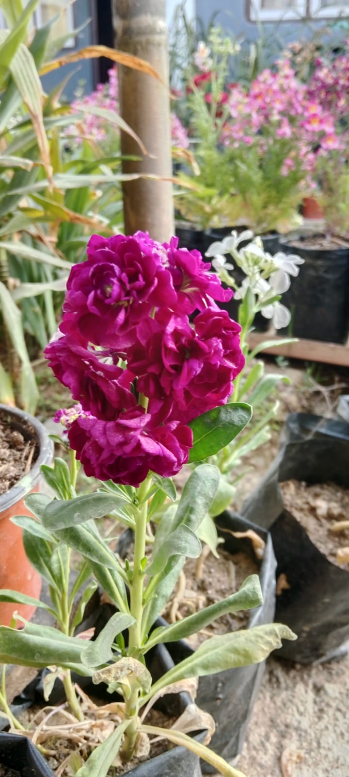 whatsapp image 2026 04 02 at 3.06.43 pm